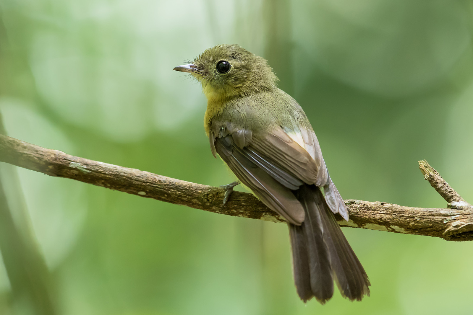 image Whiskered Flycatcher
